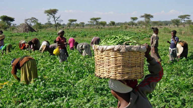 Mastercard Foundation provides lifeline to Nigerian farmers with $20 million grant