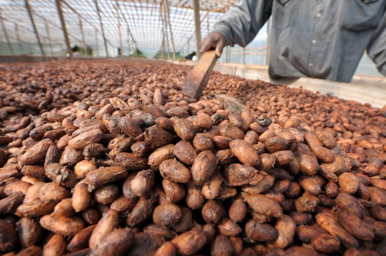 Ivory Coast cocoa purchases slashed by half due to post-election skirmishes