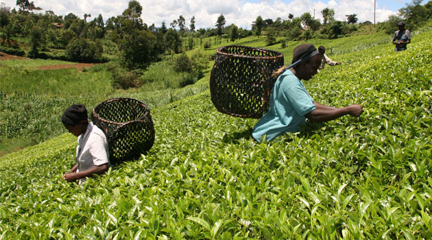 Kenya’s tea output up 4% in third quarter