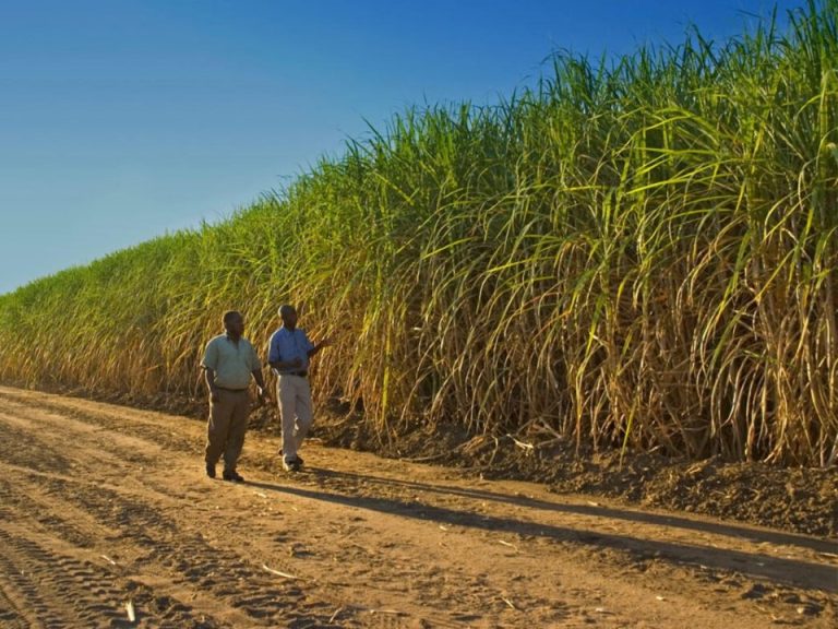 South African stakeholders sign plan to save $908 Million Sugar Industry