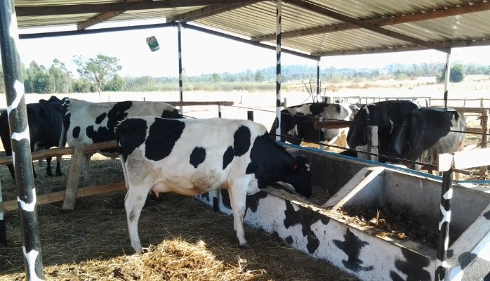 Zimbabwe invests $15 million to boost livestock production