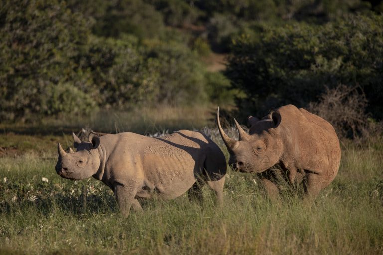 First wildlife bond by World Bank to save Africa’s black rhino.