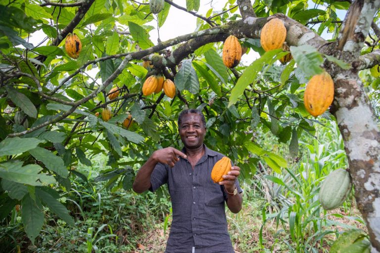 Nigeria to become highest Cocoa producer in West Africa-CFAN.